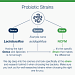 UltraFlora® Probiotic Strains Information
