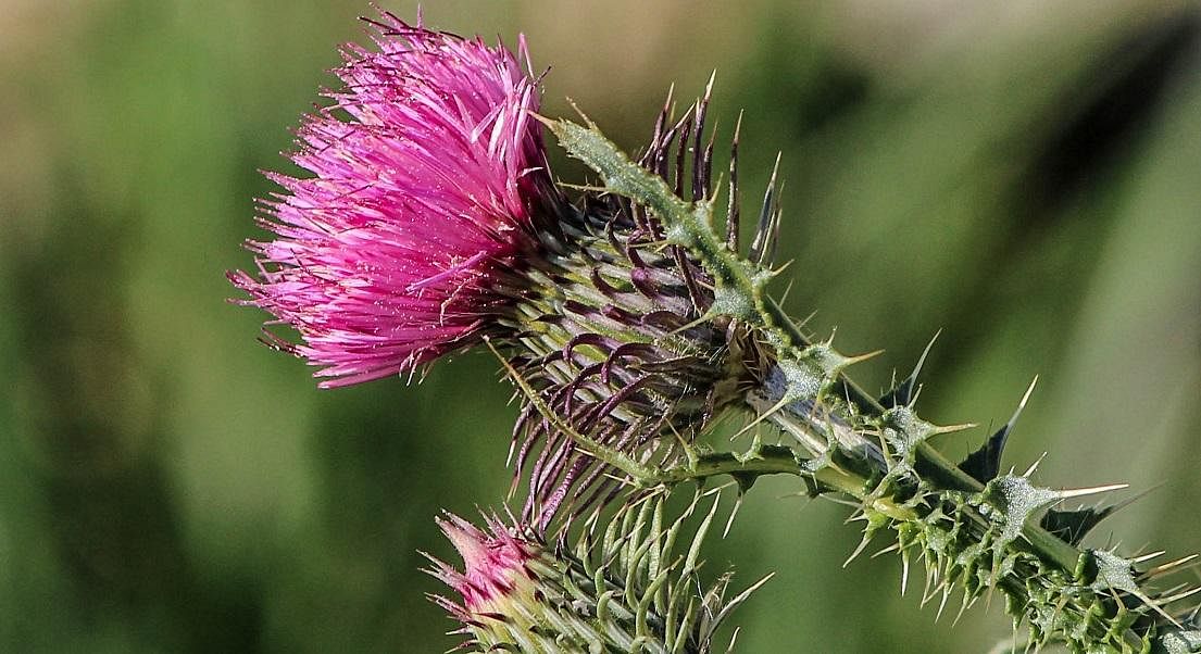 The Benefits Of Milk Thistle For Menopause Relief