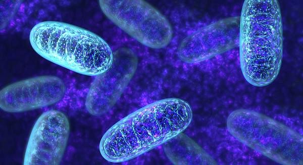 5 Ways to Protect Your Mitochondrial Health