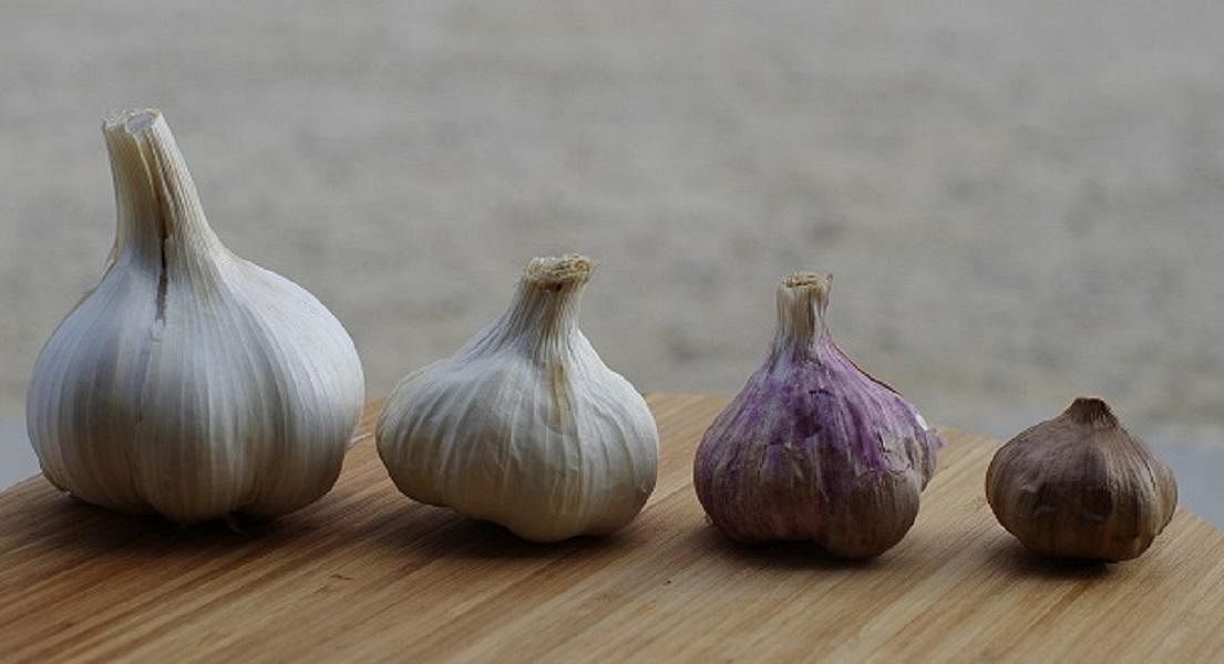 Garlic Effective for Lowering Blood Pressure