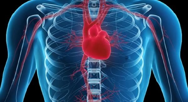 Study Shows Vitamin K is Needed for Heart Health