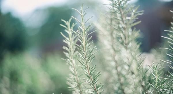 Top 8 Nutrients to Fight Inflammation (without side effects!)