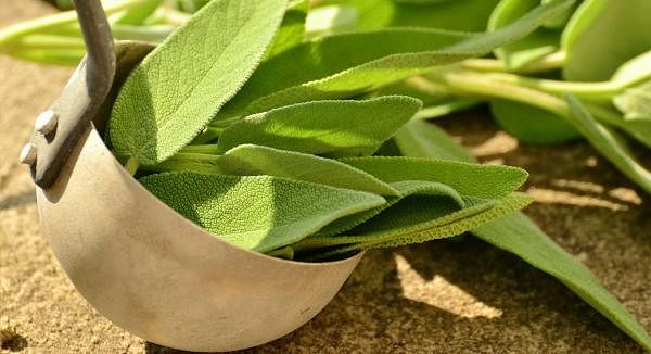 Could Sage Be The Answer To Peri-menopausal Hot Flashes?