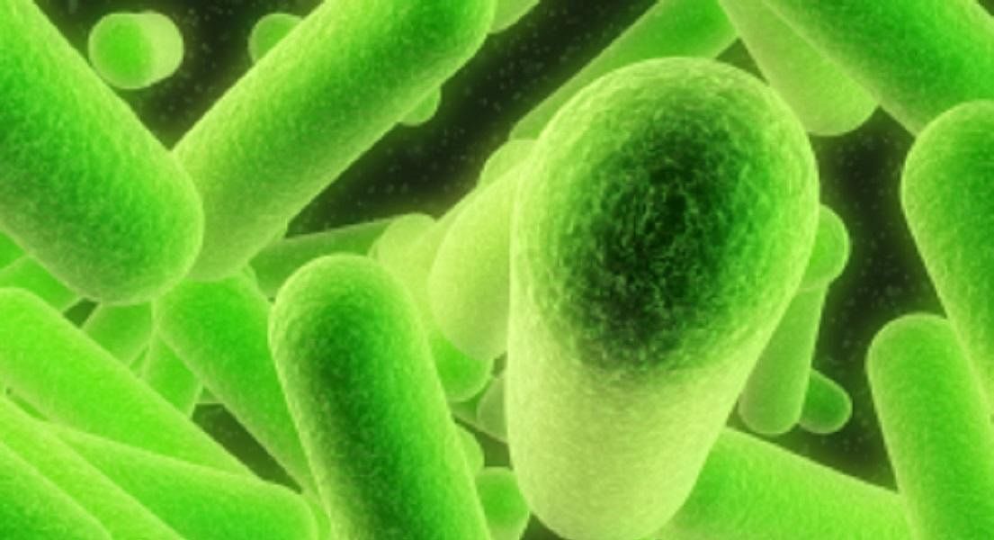 Candida - The Facts